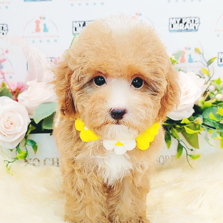 Maltipoo Puppy (Female) For Sale