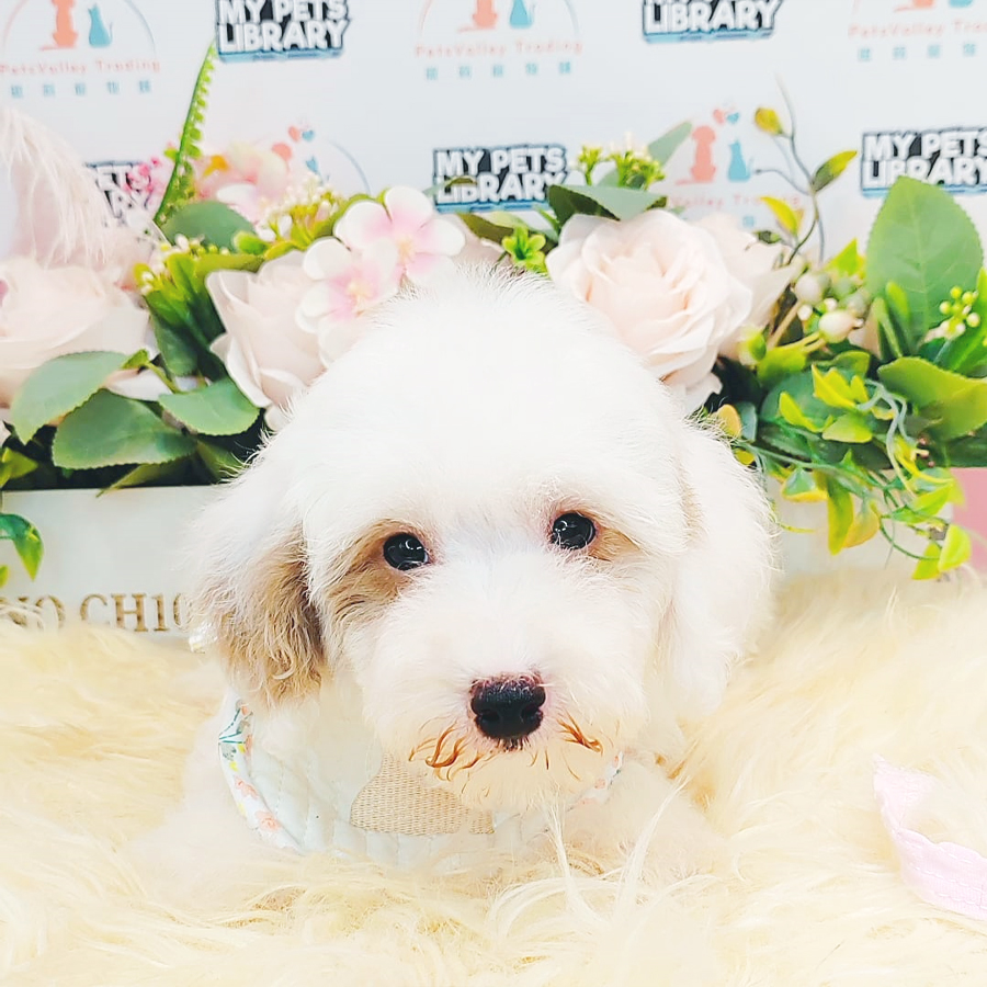 Maltipoo Puppy (Female) For Sale