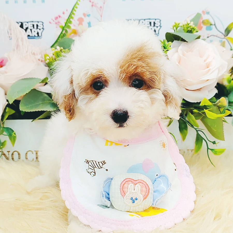 Maltipoo Puppy (Female) For Sale