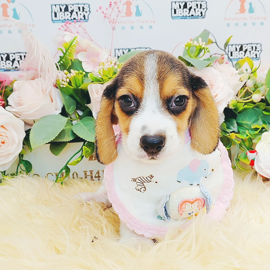 Beagle Puppy (Male) For Sale