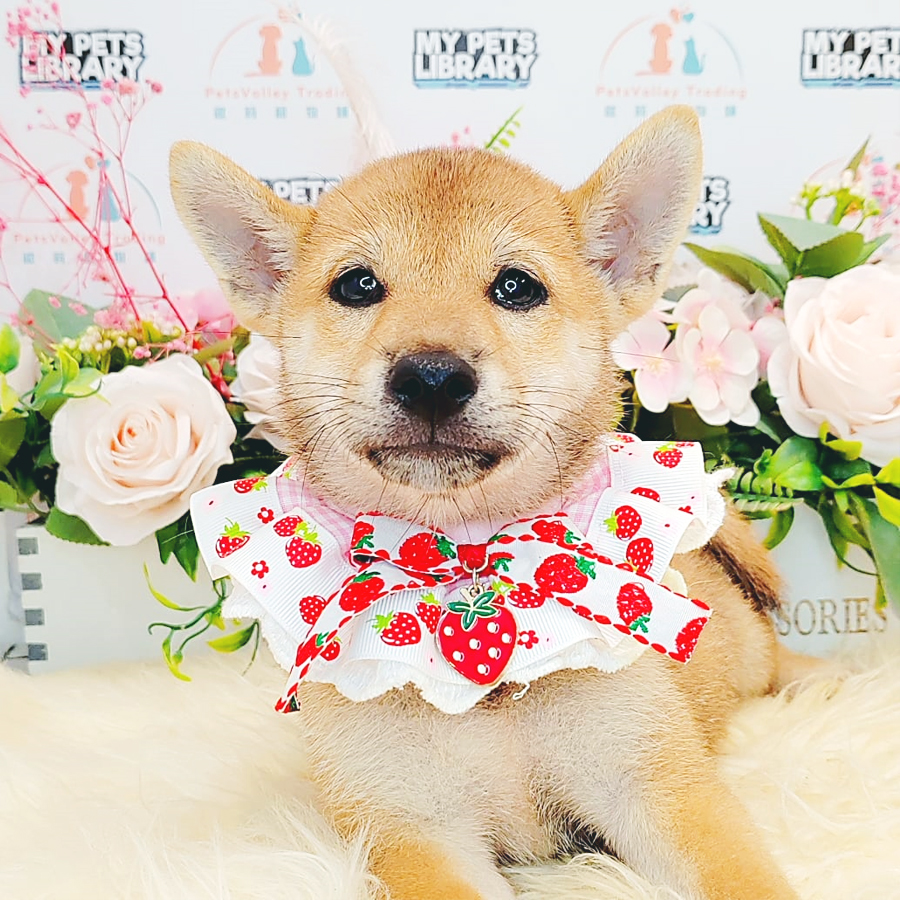 Shiba Inu Puppy (Male) For Sale