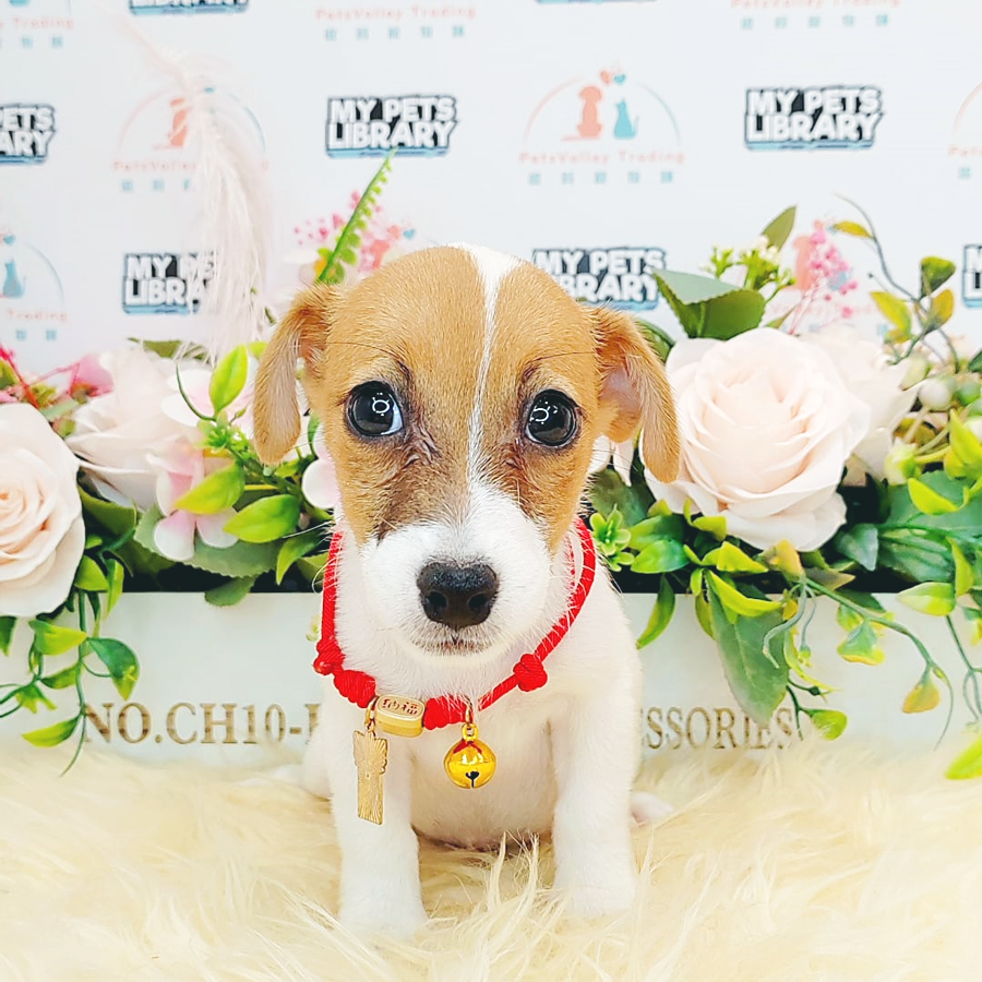 Jack Russell Puppy (Female) For Sale