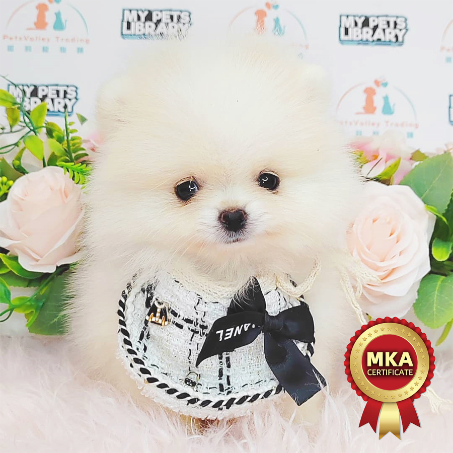 MKA Pomeranian Puppy (Male) For Sale