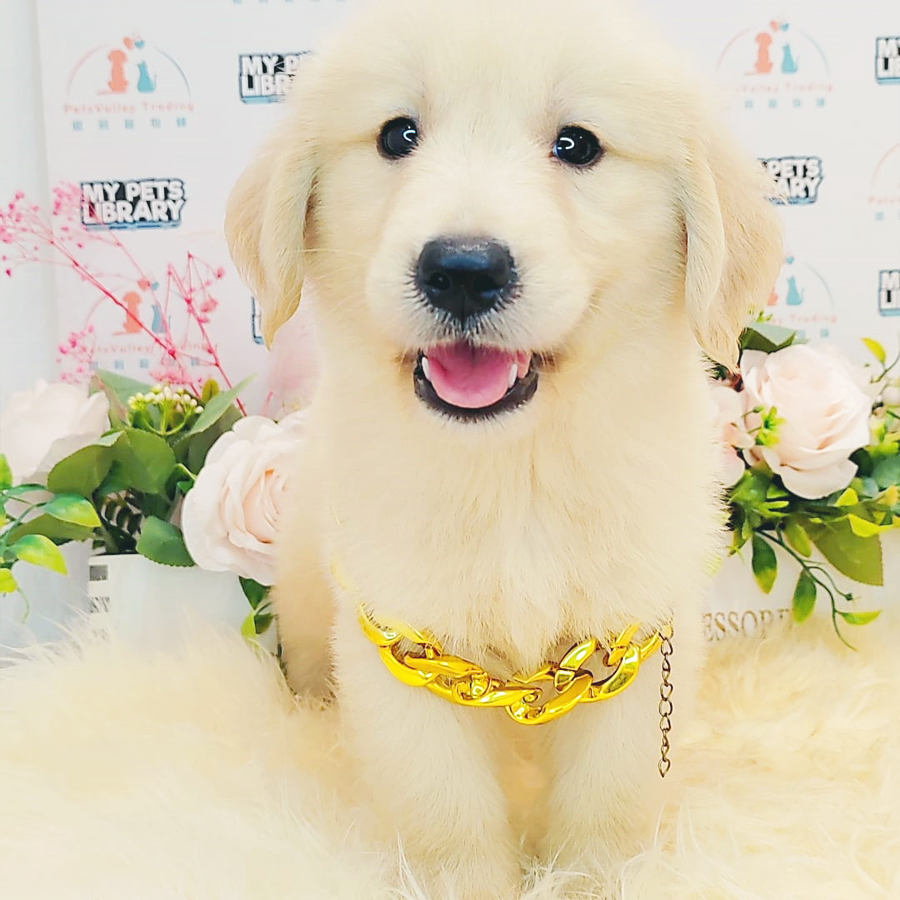 Golden Retriever Puppy (Male) For Sale