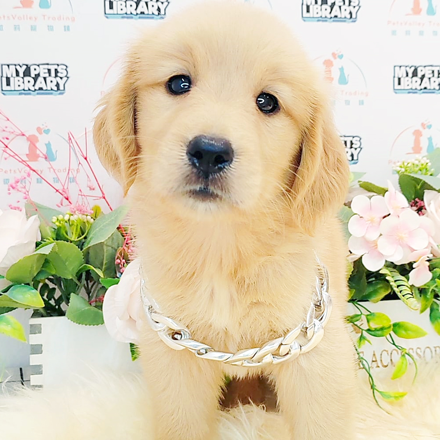 Golden Retriever Puppy (Female) For Sale