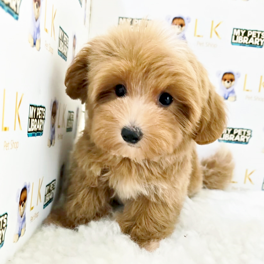 Maltipoo Puppy (Male) For Sale