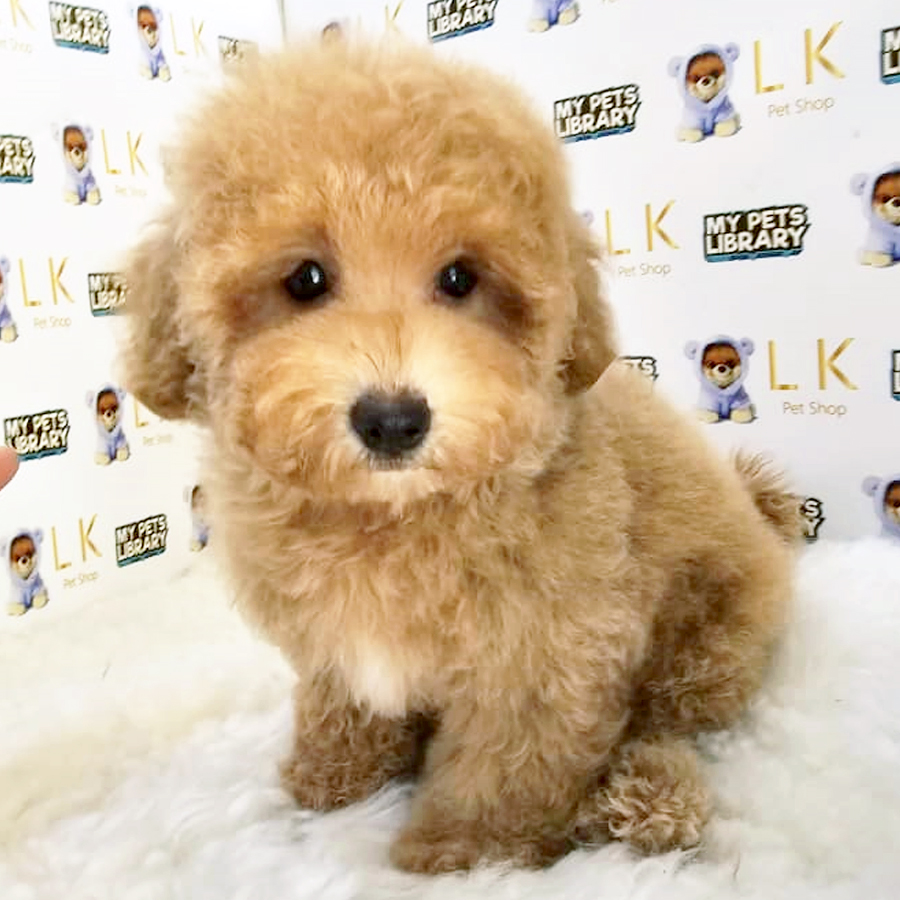 Toy Poodle Puppy (Male) For Sale