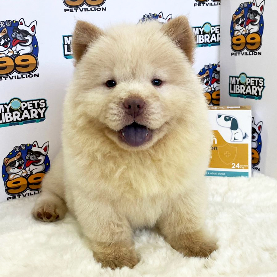 Chow Chow Puppy (Female) For Sale