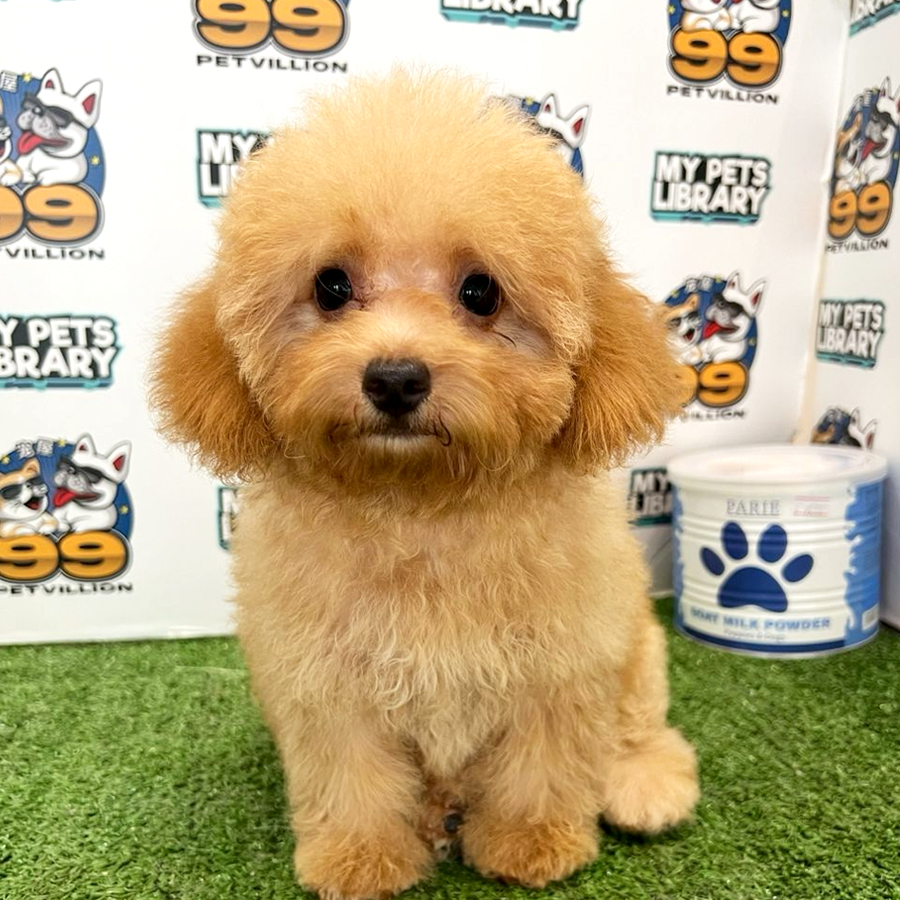 Toy Poodle Puppy (Female) For Sale