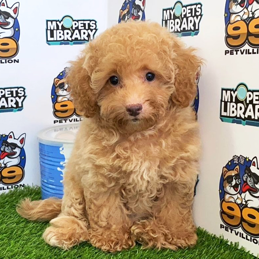 Toy Poodle Puppy (Female) For Sale