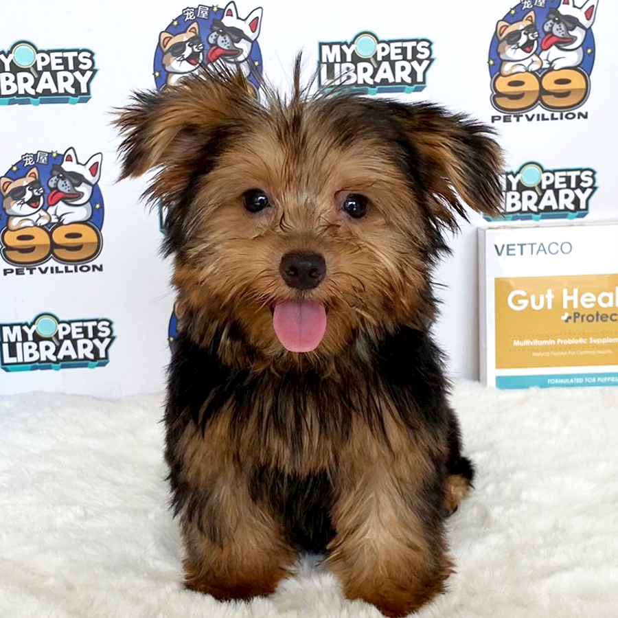 Yorkshire Terrier Puppy (Male) For Sale