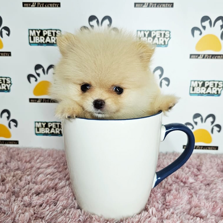 Teacup Pomeranian Puppy (Female) For Sale