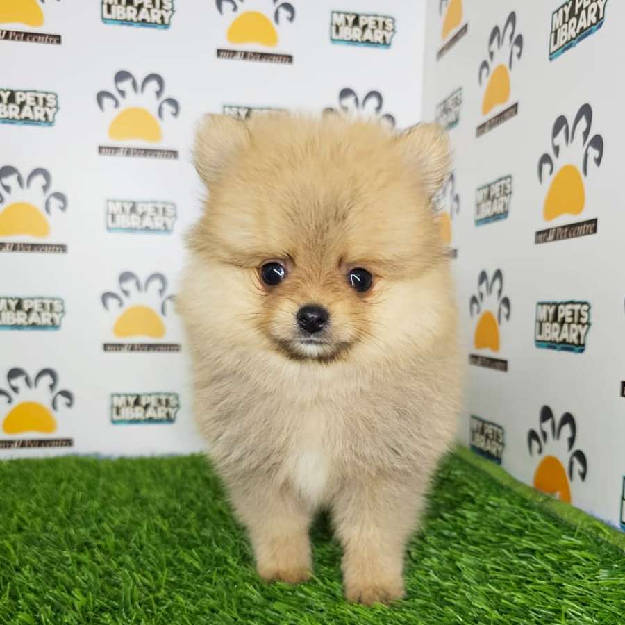 Tiny Pomeranian Puppy (Male) For Sale