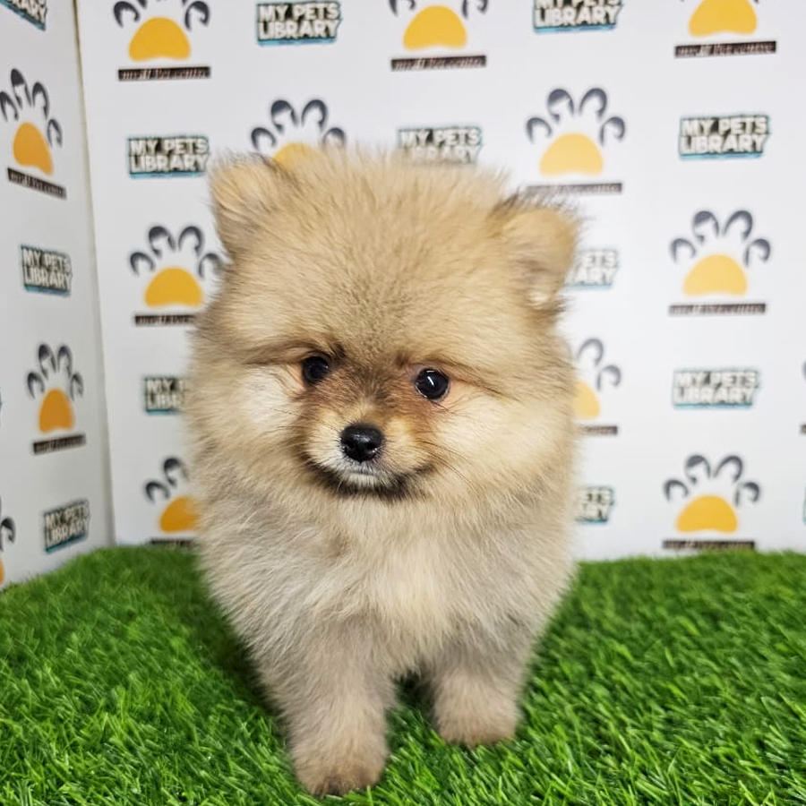 Tiny Pomeranian Puppy (Male) For Sale