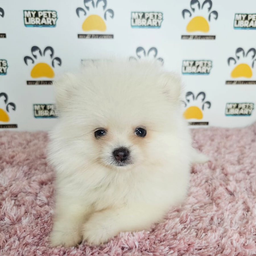 Tiny Pomeranian Puppy (Female) For Sale