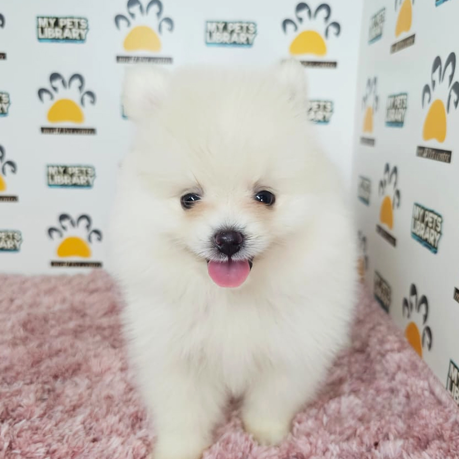 Tiny Pomeranian Puppy (Female) For Sale