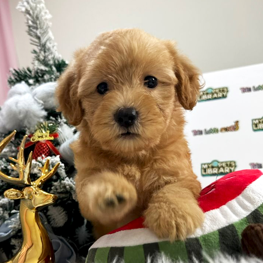 Maltipoo Puppy (Female) For Sale