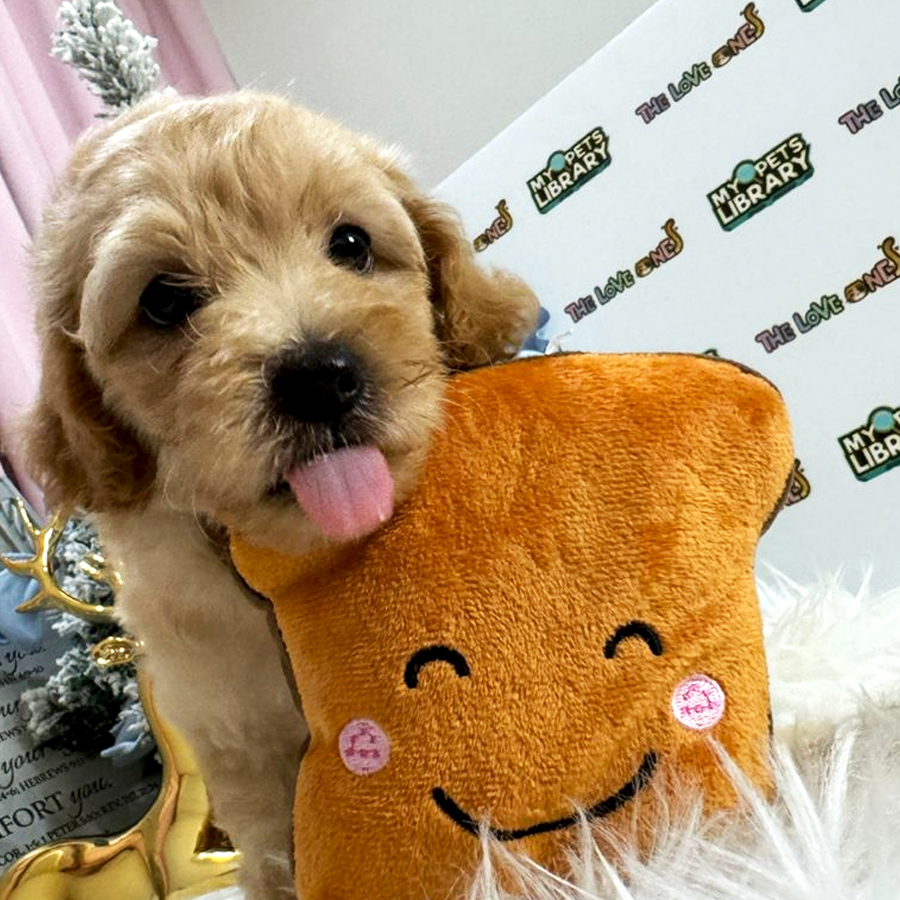Maltipoo Puppy (Male) For Sale