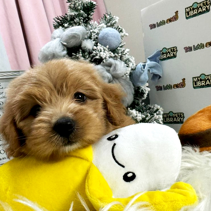 Maltipoo Puppy (Female) For Sale