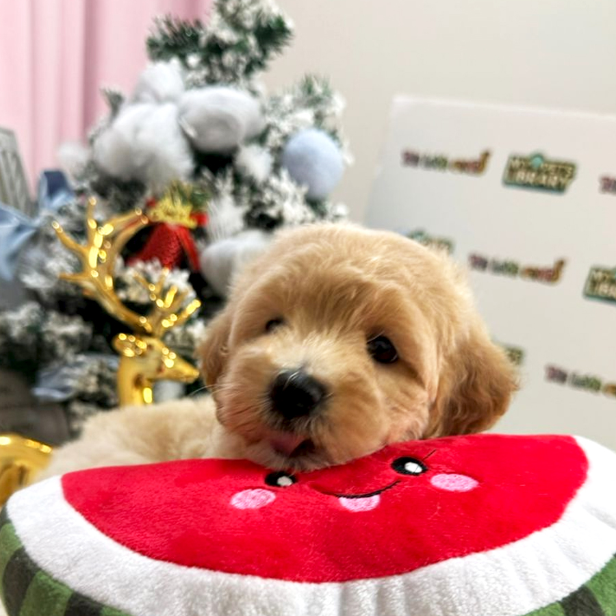 Maltipoo Puppy (Female) For Sale