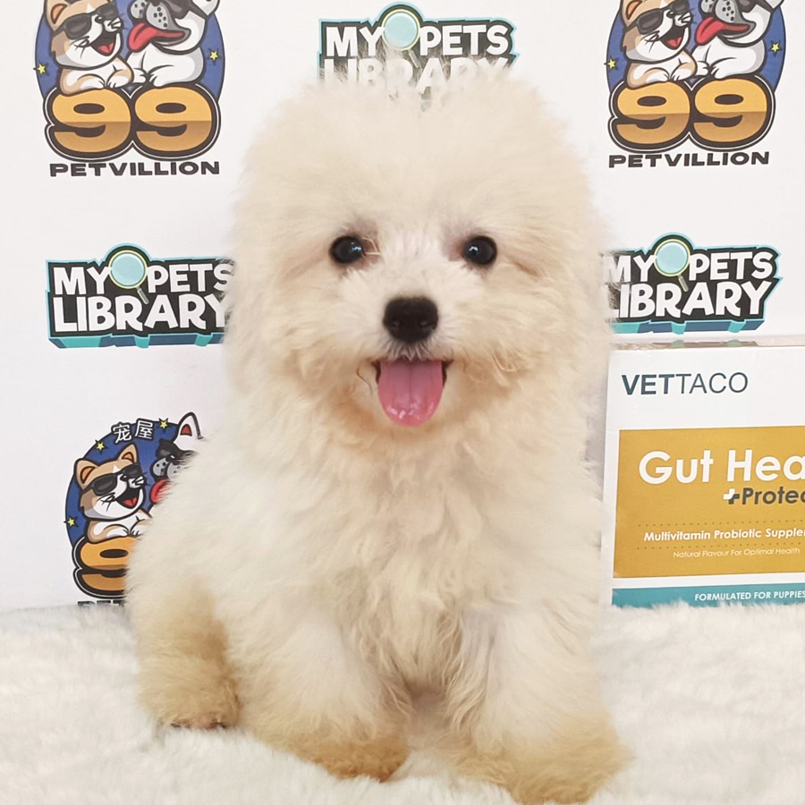Bichon Frise Puppy (Male) For Sale