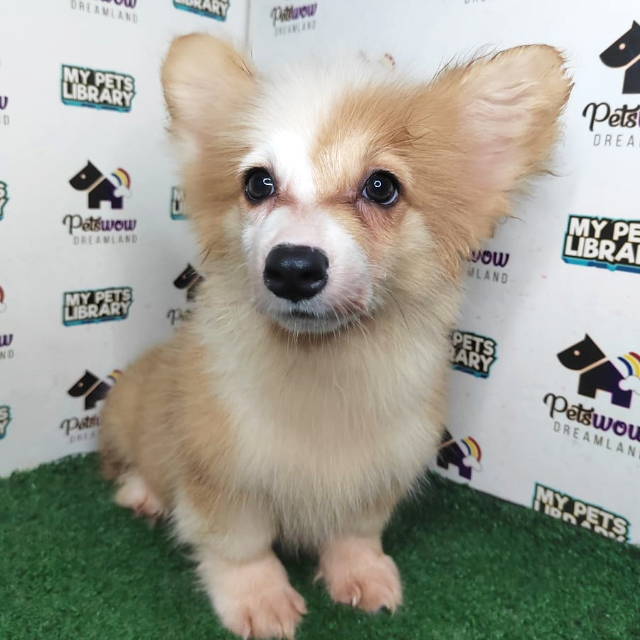 Long Coat Pembroke Welsh Corgi Puppy (Female) For Sale