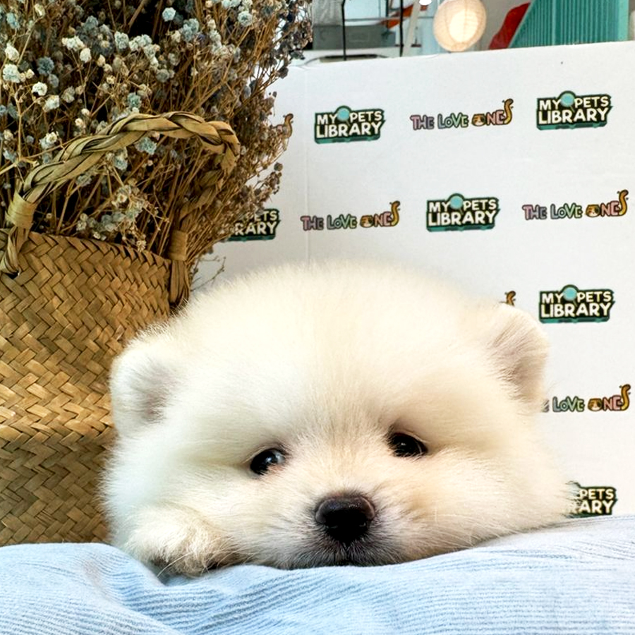 Pomeranian Puppy (Male) For Sale