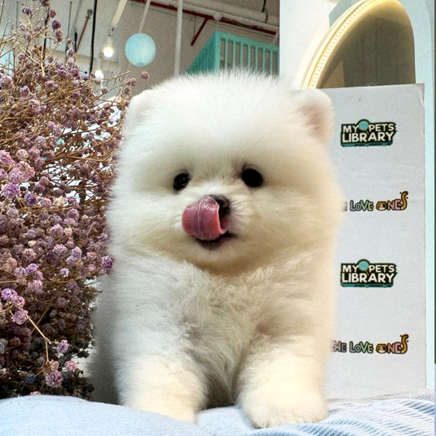 Tiny Pomeranian Puppy (Male) For Sale
