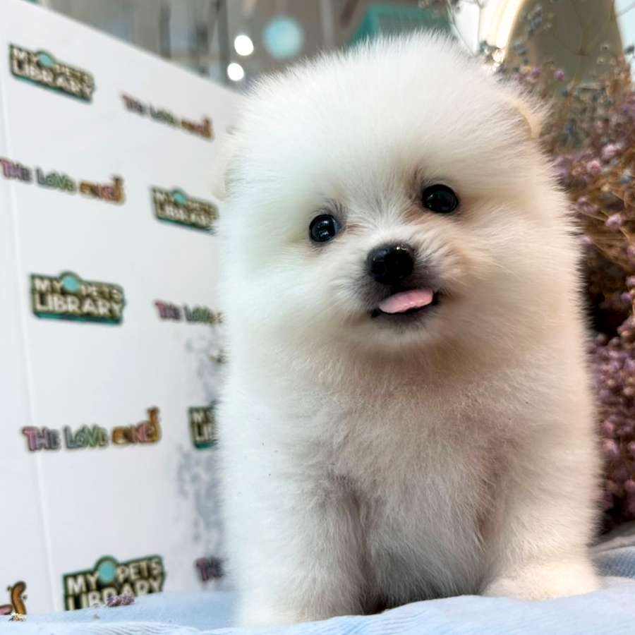 Tiny Pomeranian Puppy (Male) For Sale