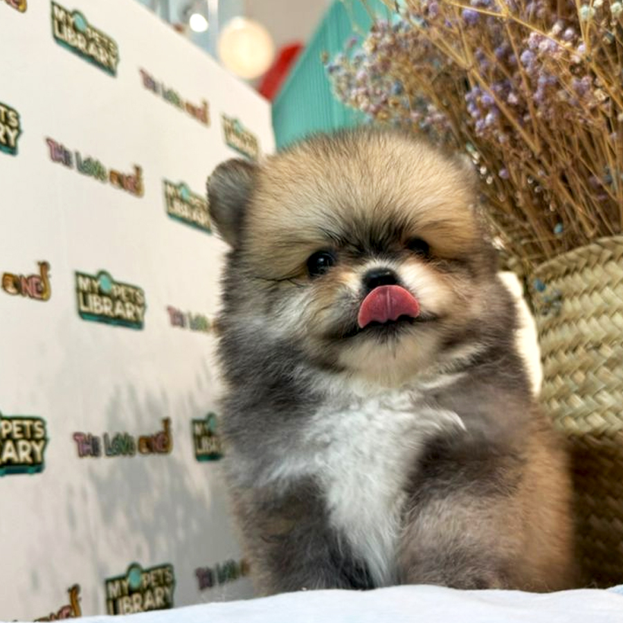Tiny Pomeranian Puppy (Male) For Sale