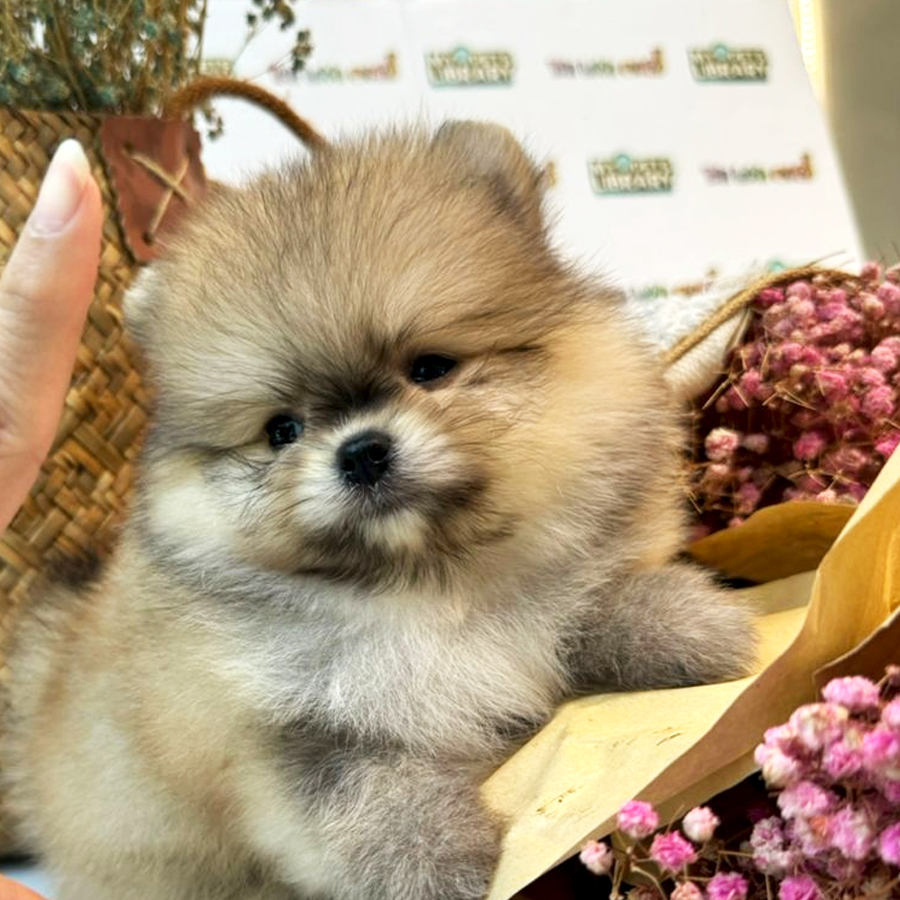 Tiny Teacup Pomeranian Puppy (Male) For Sale