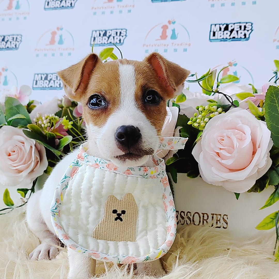 Jack Russell Puppy (Male) For Sale