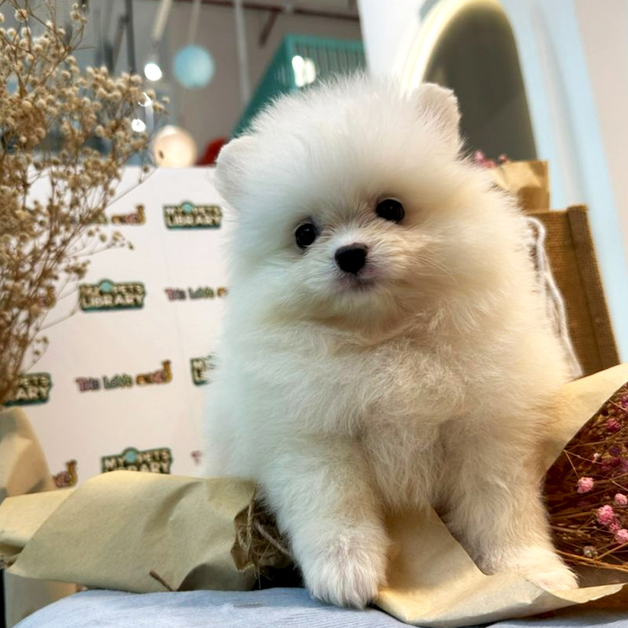Tiny Pomeranian Puppy (Female) For Sale