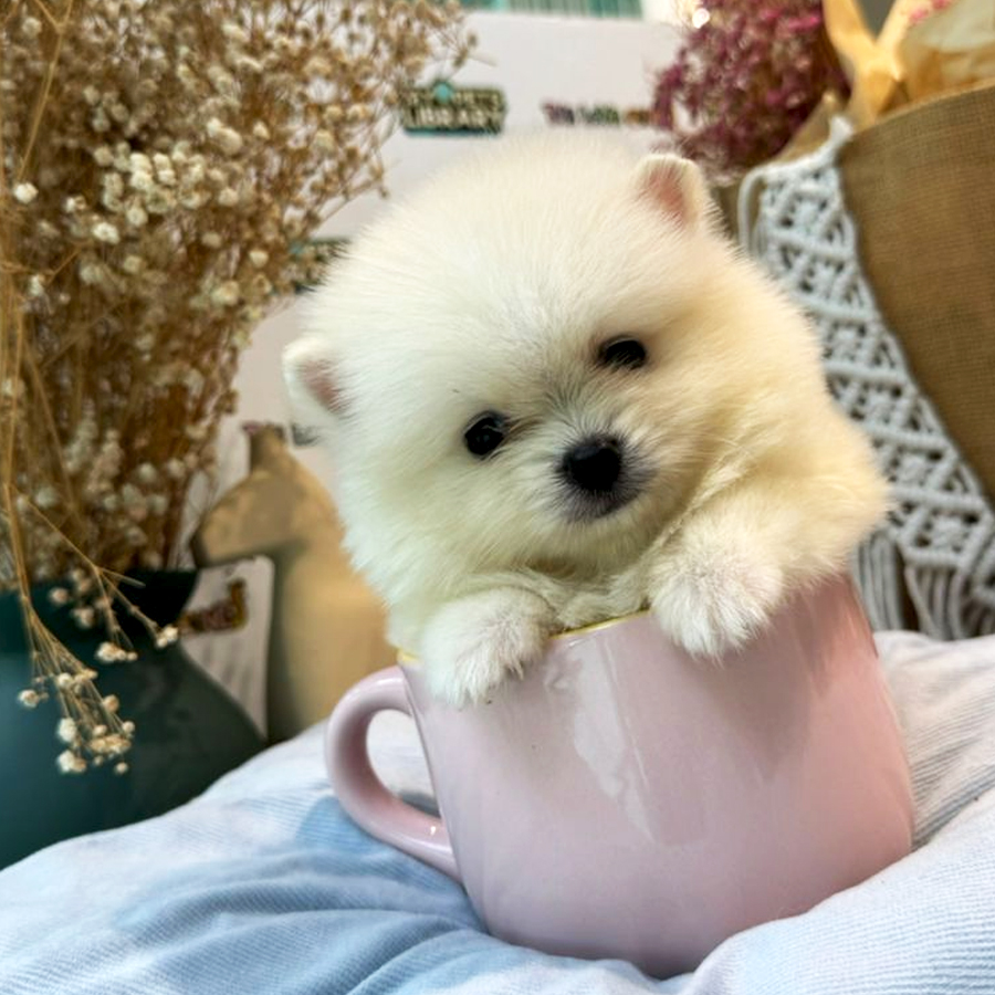 Tiny Teacup Pomeranian Puppy (Male) For Sale
