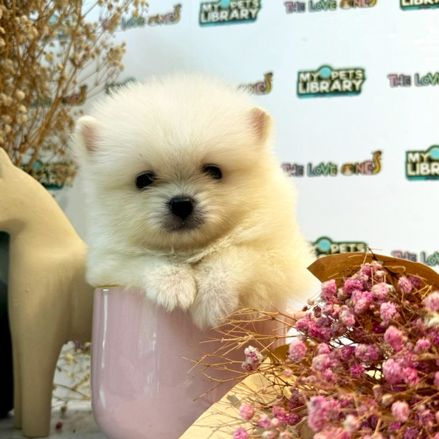 Tiny Teacup Pomeranian Puppy (Male) For Sale
