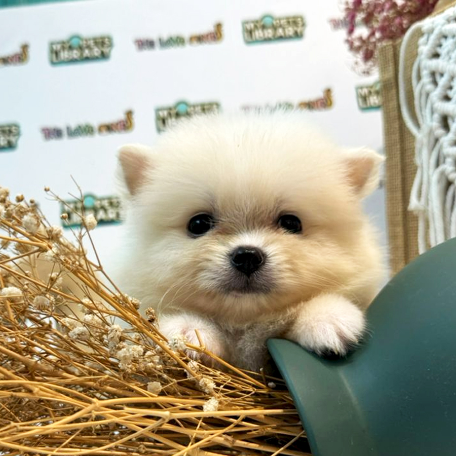 Tiny Pomeranian Puppy (Female) For Sale