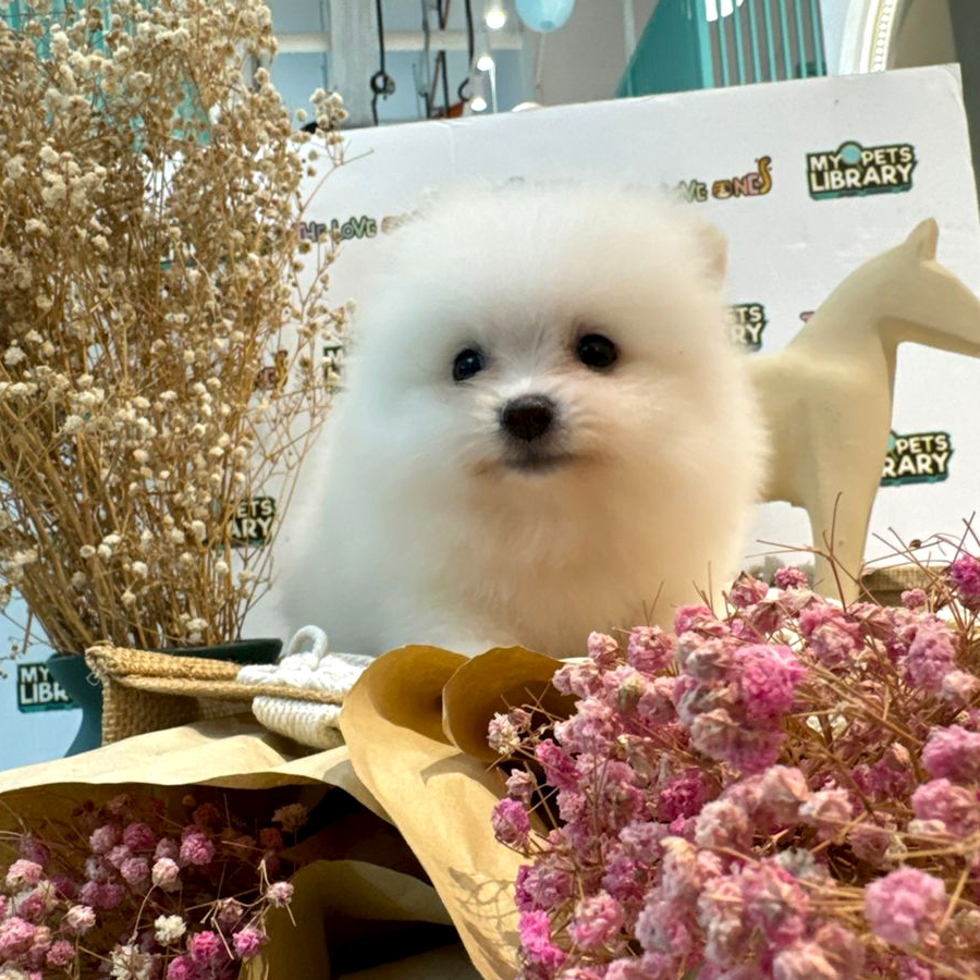 Tiny Pomeranian Puppy (Male) For Sale