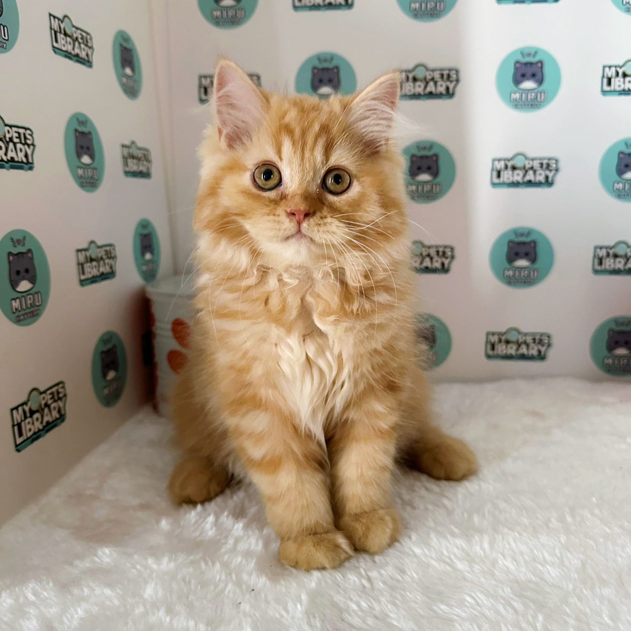 Scottish Straight Kitten (Female) For Sale