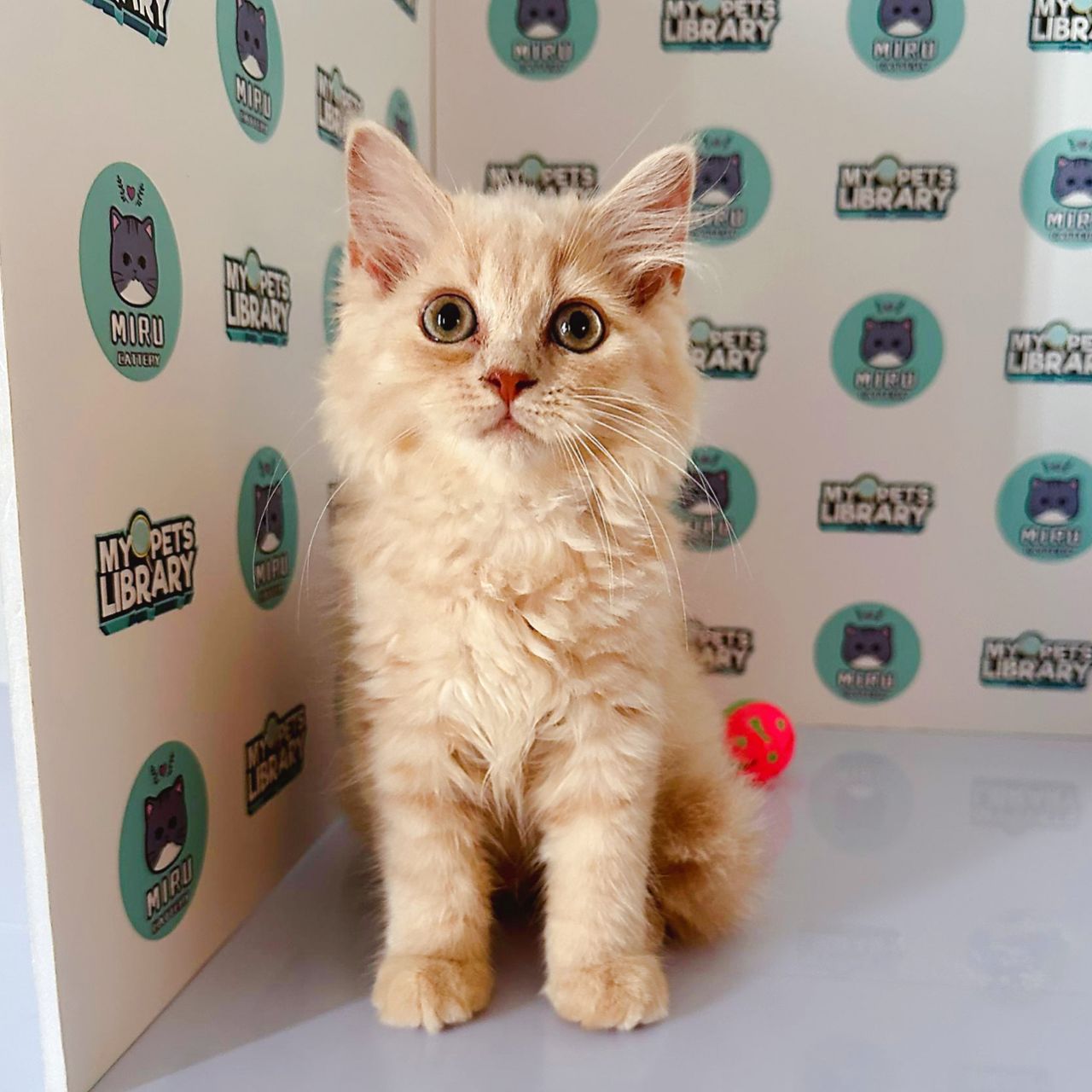 Scottish Straight Kitten (Female) For Sale
