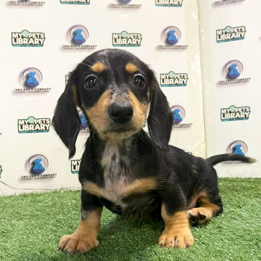 Short Coat Dachshund Puppy (Male) For Sale