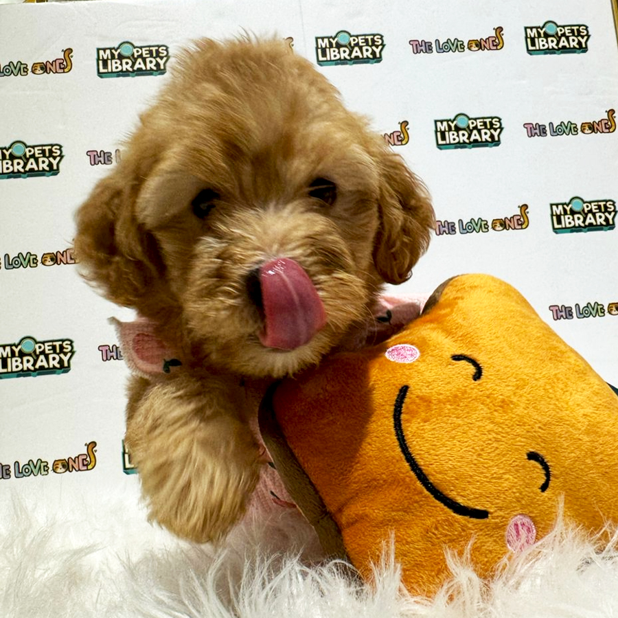 Maltipoo Puppy (Female) For Sale