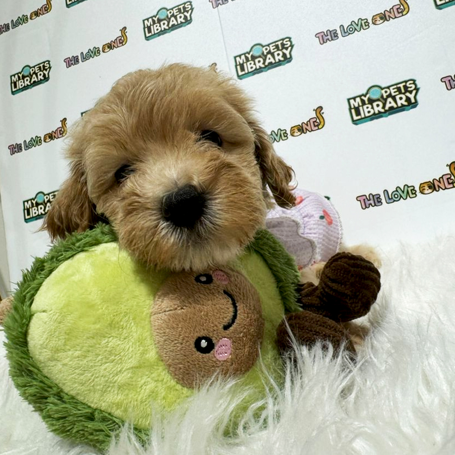 Maltipoo Puppy (Female) For Sale