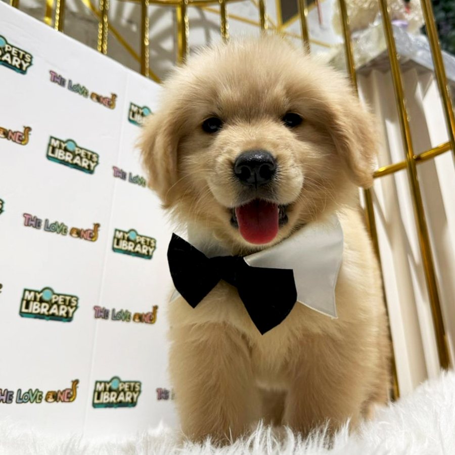 Golden Retriever Puppy (Male) For Sale