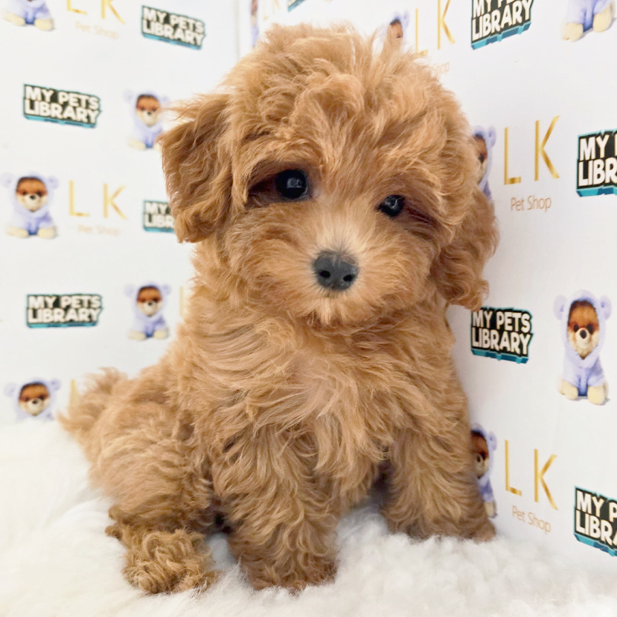 Tiny Poodle Puppy (Female) For Sale