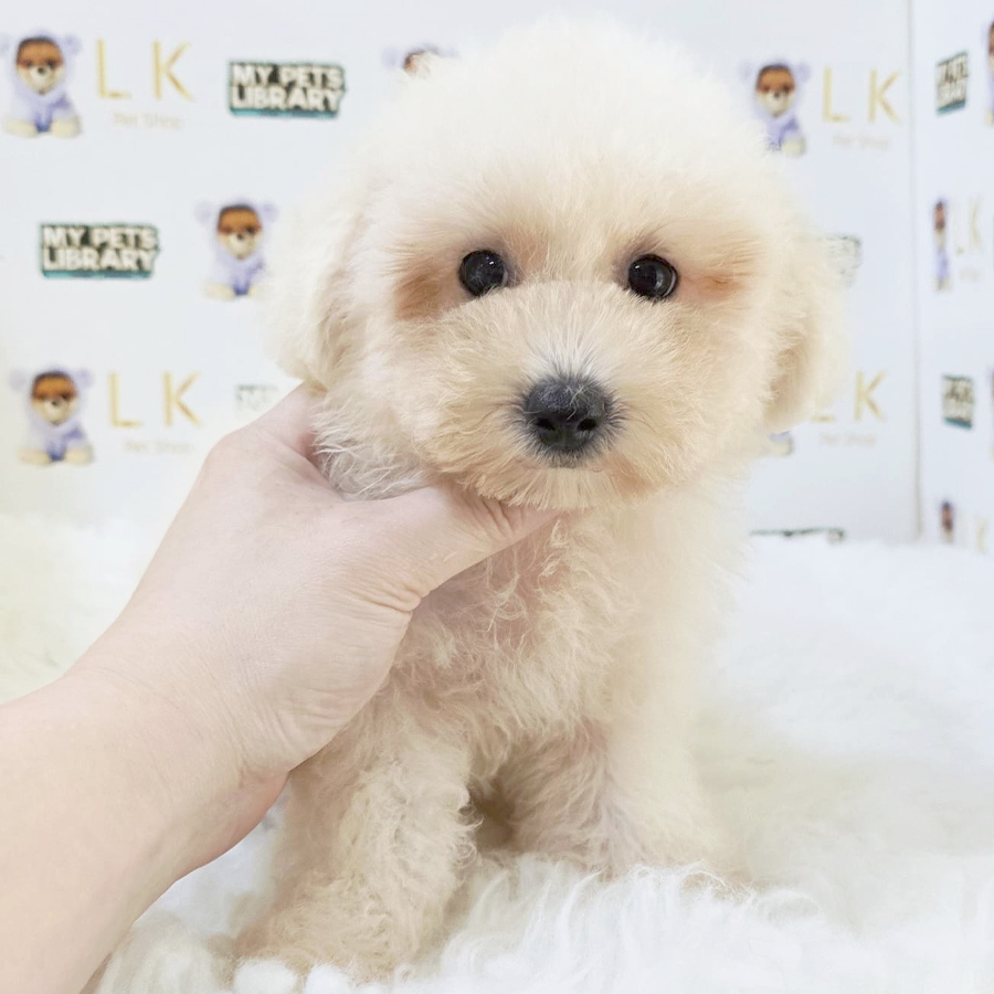 Mini Bichon Frise Puppy (Male) For Sale