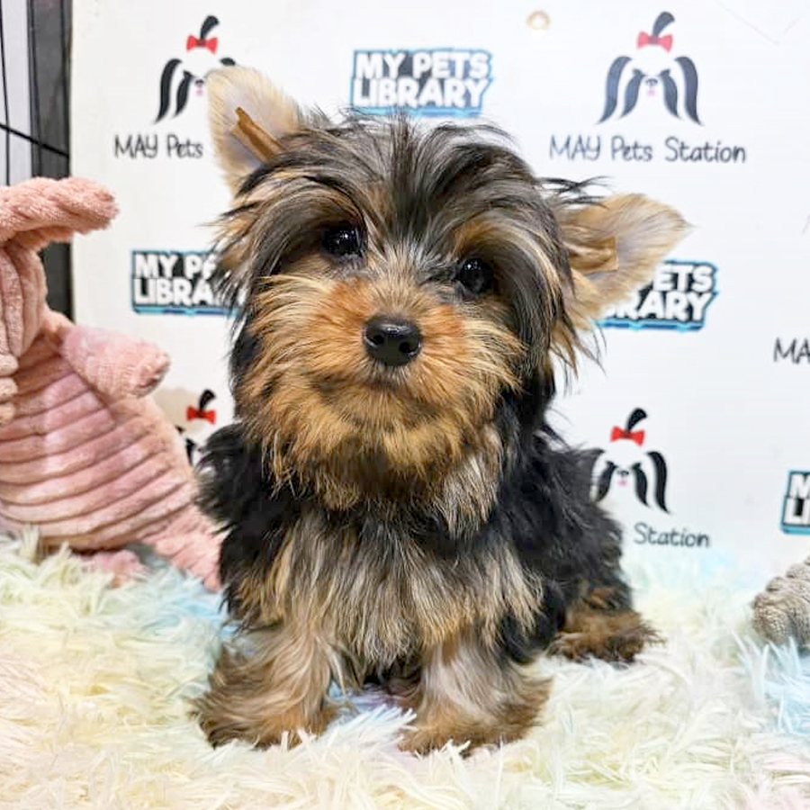 Yorkshire Terrier Puppy (Female) For Sale