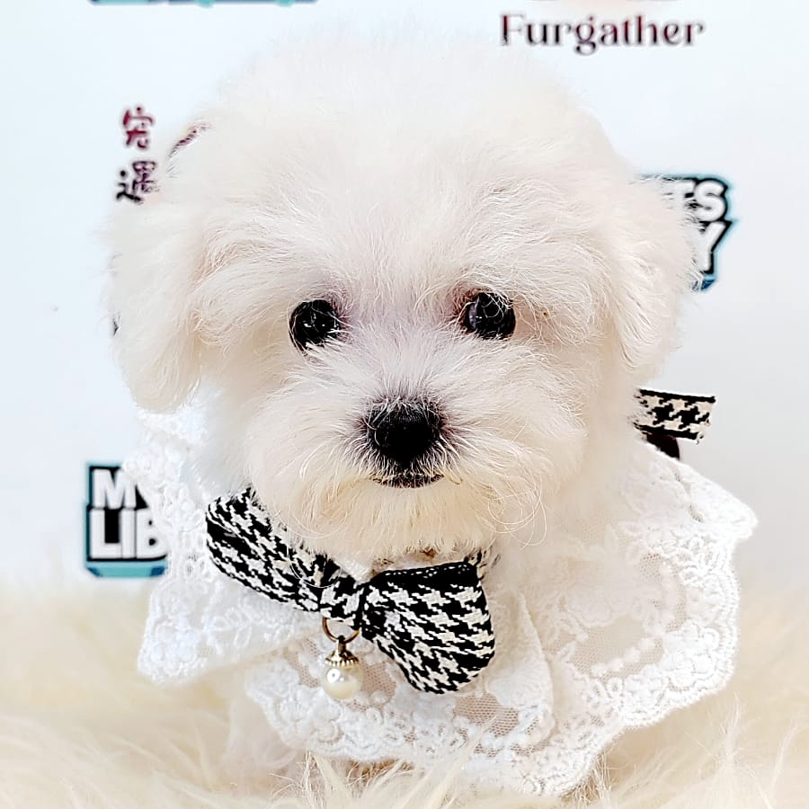Bichon Puppy (Male) For Sale