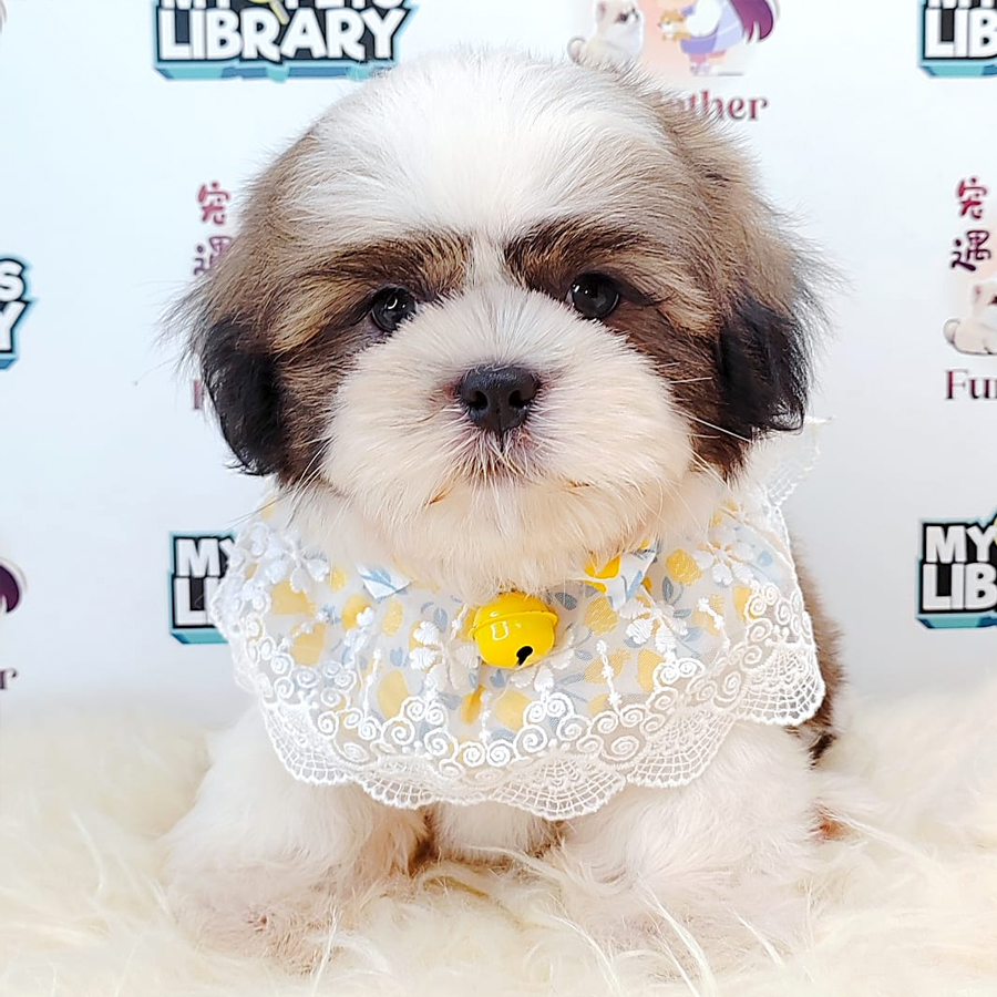 Shih Tzu Puppy (Male) For Sale