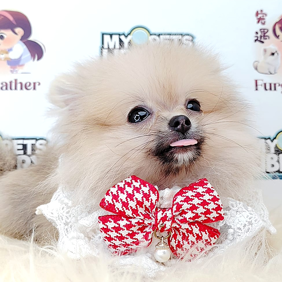 Teacup Pomeranian Puppy (Female) For Sale