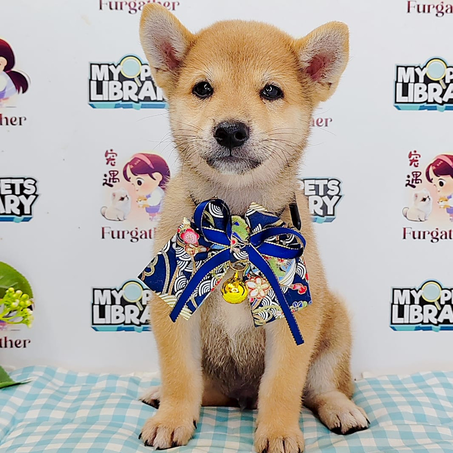 Shiba Inu Puppy (Male) For Sale